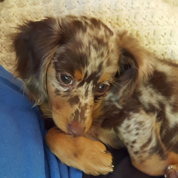 Meet your Posher, Pj - Picture 1 of 1